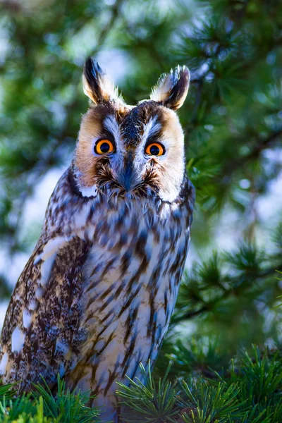 Forest Owl Pine Tree Bird Long Eared Owl Asio Otus — Stock Photo, Image