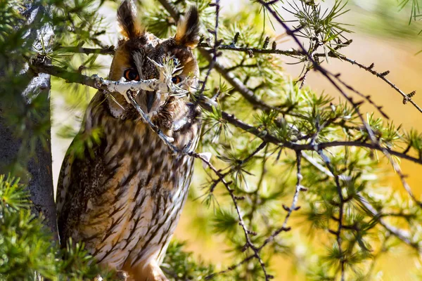 Floresta Coruja Pinheiro Coruja Orelhas Compridas Asio Otus Natureza Fundo — Fotografia de Stock