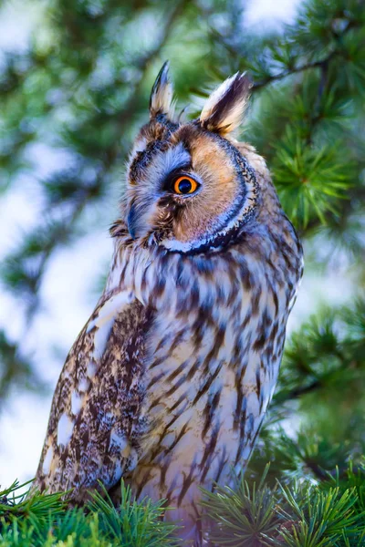 Foresta Gufo Pino Uccello Gufo Dalle Orecchie Lunghe Asio Otus — Foto Stock