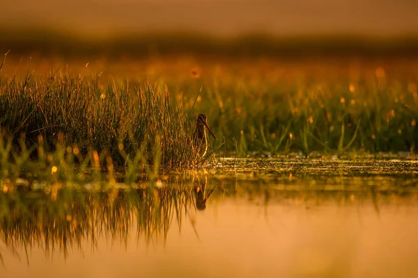 Lago Pássaro Fundo Natural Pôr Sol Natureza Fundo Reflexão Água — Fotografia de Stock