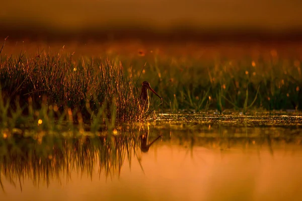 Lac Oiseau Contexte Naturel Coucher Soleil Nature Fond Réflexion Eau — Photo