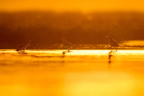 See Und Vogel Natürlicher Hintergrund Sonnenuntergang Natur Hintergrund Wasserspiegelung Vogel — Stockfoto