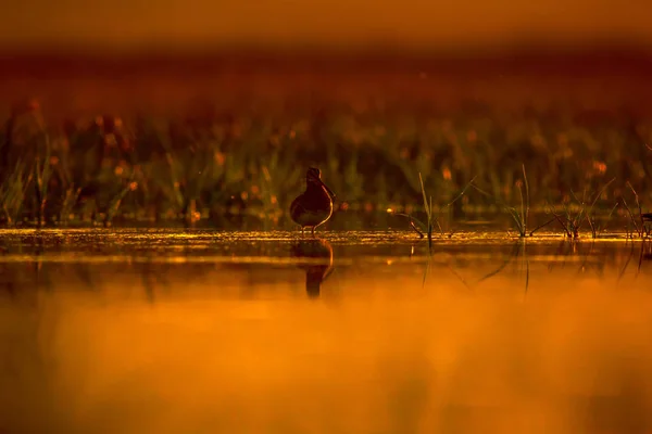 湖と鳥自然な背景 夕日の自然の背景 水の反射 一般的なスナイプ ガリナゴ ガリナゴ — ストック写真