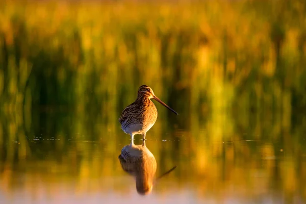 Pássaro Aquático Fundo Natureza Verde Fundo Lago Amarelo Reflexão Água — Fotografia de Stock