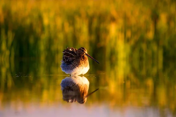 Uccello Acquatico Sfondo Naturale Verde Sfondo Giallo Lago Riflessione Sull — Foto Stock