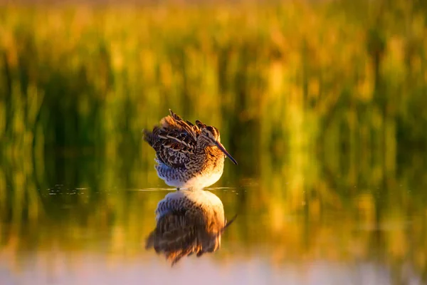 Wasservogel Und Natur Hintergrund Grüner Gelber See Hintergrund Wasserspiegelung Vogel — Stockfoto