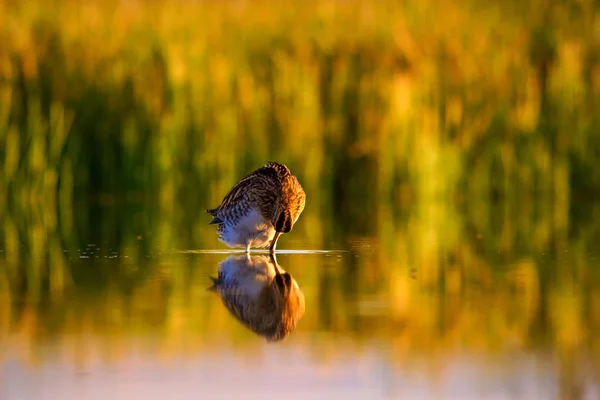 水鳥と自然の背景 黄色の湖の背景 水の反射 一般的なスナイプ ガリナゴ ガリナゴ — ストック写真