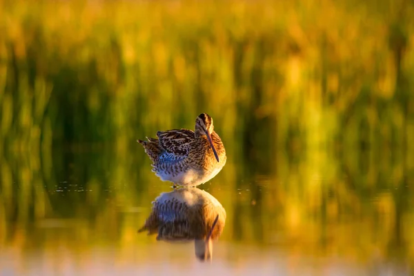 Wasservogel Und Natur Hintergrund Grüner Gelber See Hintergrund Wasserspiegelung Vogel — Stockfoto
