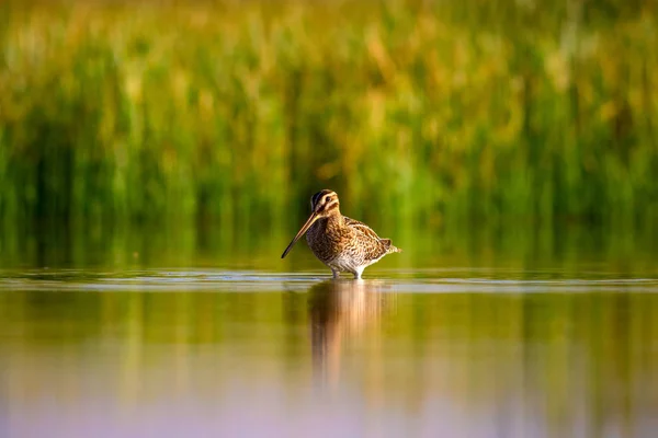 Water bird and nature background. Green, yellow lake background. Water reflection. Bird: Common Snipe. Gallinago gallinago.