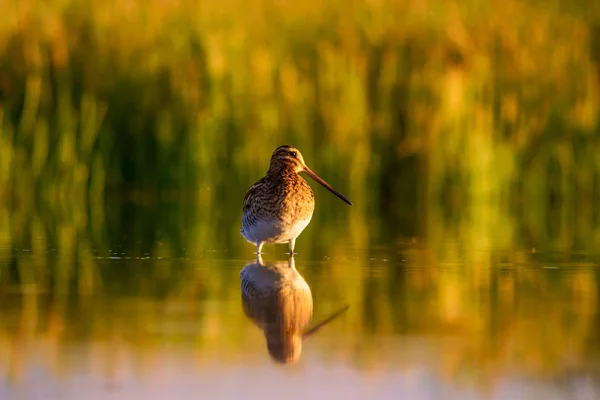 Vatten Fågel Och Natur Bakgrund Grön Gul Sjö Bakgrund Vatten — Stockfoto