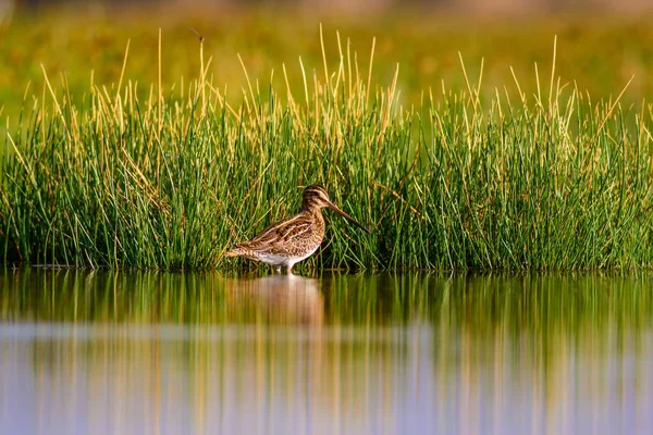 Водоплавающая Птица Природа Зеленый Желтый Фон Озера Отражение Воды Bird — стоковое фото