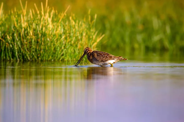 Водоплавающая Птица Природа Зеленый Желтый Фон Озера Отражение Воды Bird — стоковое фото