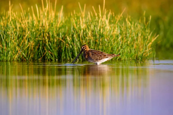 Uccello Acquatico Sfondo Naturale Verde Sfondo Giallo Lago Riflessione Sull — Foto Stock