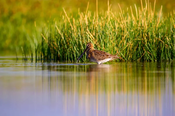 Водяний Птах Природа Фону Зелений Жовтий Фон Озера Відбиття Води — стокове фото