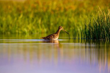 Su kuşu ve doğa arka plan. Yeşil, sarı göl arka planı. Su yansıması. Kuş: Ortak Çulluk. Gallinago gallinago.
