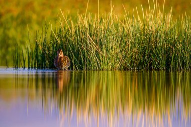 Su kuşu ve doğa arka plan. Yeşil, sarı göl arka planı. Su yansıması. Kuş: Ortak Çulluk. Gallinago gallinago.