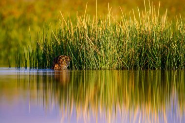 Su kuşu ve doğa arka plan. Yeşil, sarı göl arka planı. Su yansıması. Kuş: Ortak Çulluk. Gallinago gallinago.