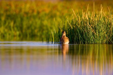 Su kuşu ve doğa arka plan. Yeşil, sarı göl arka planı. Su yansıması. Kuş: Ortak Çulluk. Gallinago gallinago.