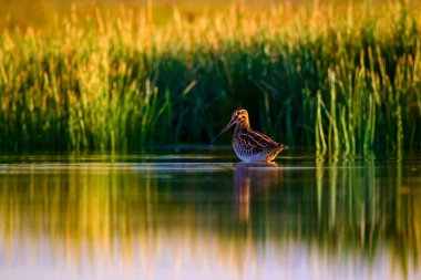 Su kuşu ve doğa arka plan. Yeşil, sarı göl arka planı. Su yansıması. Kuş: Ortak Çulluk. Gallinago gallinago.
