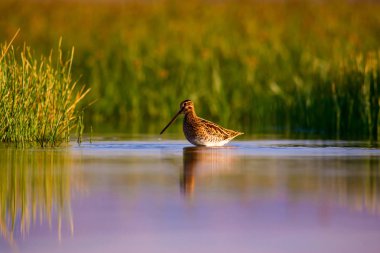 Water bird and nature background. Green, yellow lake background. Water reflection. Bird: Common Snipe. Gallinago gallinago. clipart
