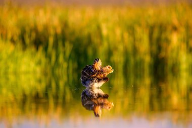 Doğa ve kuş. Yeşil sarı doğa arka plan. Kuş: ortak Snipe. Ufuk galinago.
