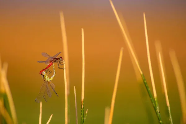 Niedliche Libellen Bunte Natur Hintergrund — Stockfoto