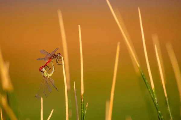 Милые Стрекозы Красочный Природный Фон — стоковое фото