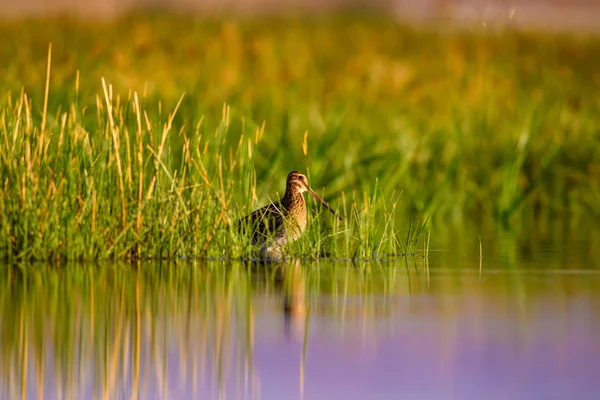Pájaro Acuático Fondo Natural Fondo Verde Amarillo Del Lago Reflejos — Foto de Stock