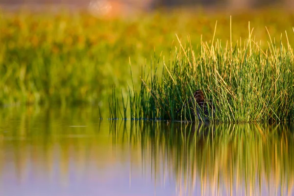 Pássaro Aquático Fundo Natureza Verde Fundo Lago Amarelo Reflexão Água — Fotografia de Stock
