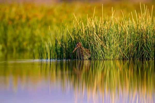 Pássaro Aquático Fundo Natureza Verde Fundo Lago Amarelo Reflexão Água — Fotografia de Stock