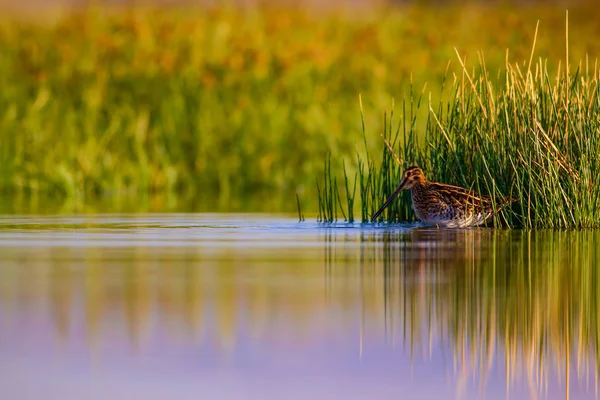 Water bird and nature background. Green, yellow lake background. Water reflection. Bird: Common Snipe. Gallinago gallinago.