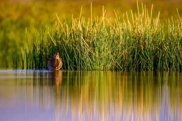 Wasservogel Und Natur Hintergrund Grüner Gelber See Hintergrund Wasserspiegelung Vogel — Stockfoto