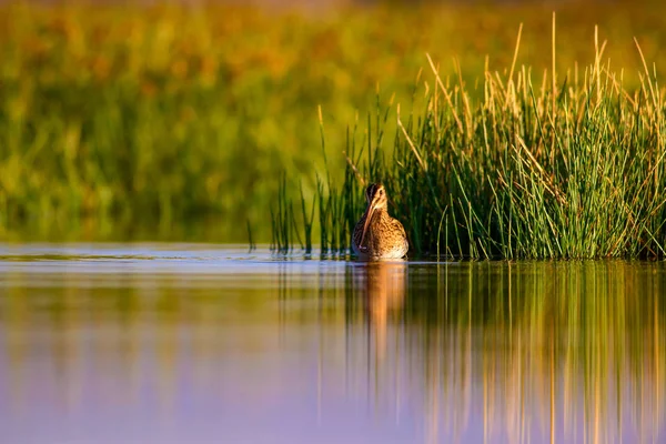 Pájaro Acuático Fondo Natural Fondo Verde Amarillo Del Lago Reflejos — Foto de Stock