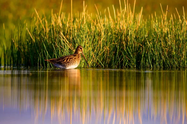 Vodní Pták Pozadí Přírody Zelené Žluté Jezero Odraz Vody Ptačí — Stock fotografie