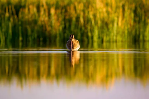 水鸟和自然背景 黄色的湖背景 水反射 普通的狙击手 加利内戈 加利内戈 — 图库照片