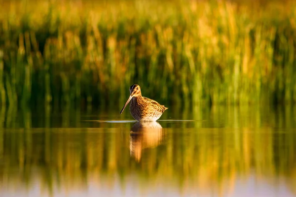 水鸟和自然背景 黄色的湖背景 水反射 普通的狙击手 加利内戈 加利内戈 — 图库照片