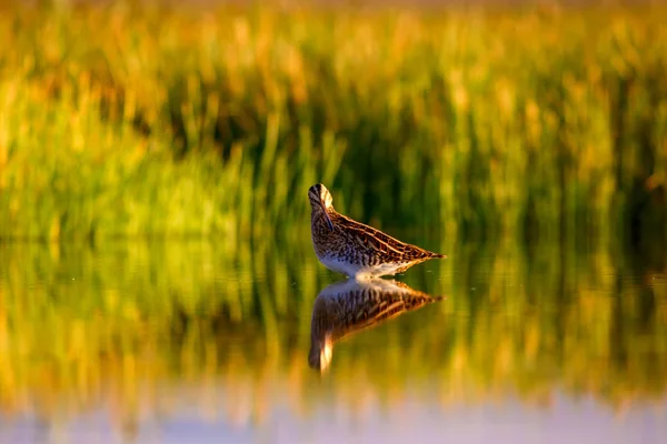 Ptak Wodny Tło Przyrodnicze Zielone Żółte Tło Jeziora Odbicie Wody — Zdjęcie stockowe
