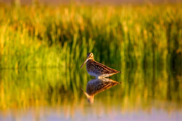 Water Bird Nature Background Green Yellow Lake Background Water Reflection — Stock Photo, Image