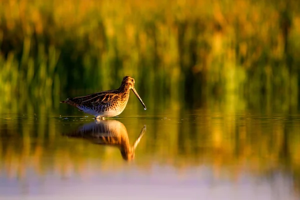 Oiseau Eau Fond Naturel Vert Fond Lac Jaune Réflexion Eau — Photo