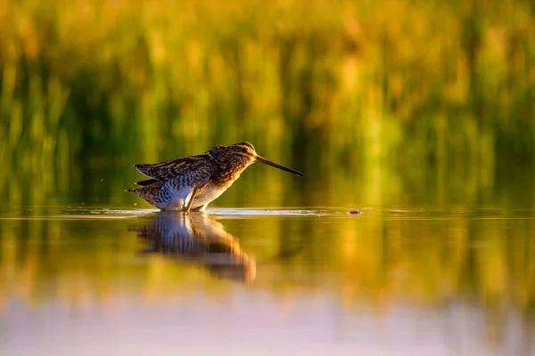 水鳥と自然の背景 黄色の湖の背景 水の反射 一般的なスナイプ ガリナゴ ガリナゴ — ストック写真