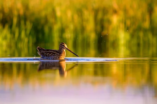 Natur Och Fågel Grön Gul Natur Bakgrund Fågel Vanliga Beckasin — Stockfoto