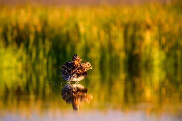 Natur Und Vogel Grün Gelb Natur Hintergrund Vogel Bekassine Gallinago — Stockfoto