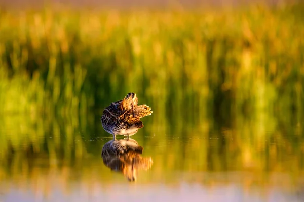 自然と鳥緑の黄色の自然の背景 一般的なスナイプ ガリナゴ ガリナゴ — ストック写真