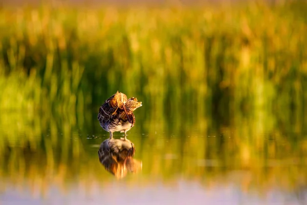 Natura Uccello Verde Sfondo Giallo Natura Uccello Snipe Comune Gallinago — Foto Stock