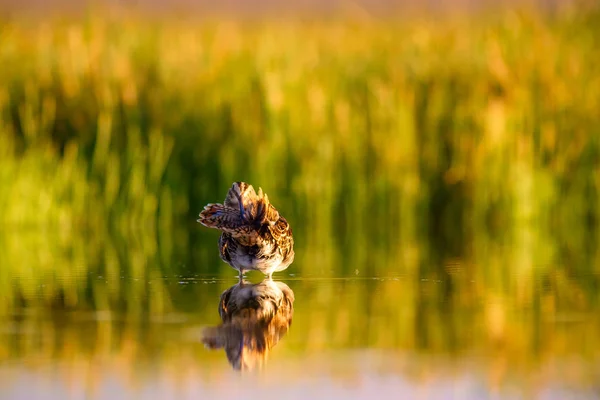 Natureza Pássaro Verde Amarelo Natureza Fundo Pássaro Snipe Comum Gallinago — Fotografia de Stock