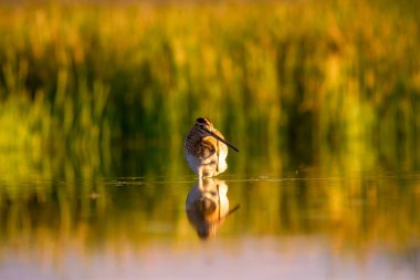 Çulluk. Sarı yeşil doğa arka plan. Kuş: Ortak Çulluk. Gallinago gallinago.