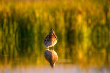 Çulluk. Sarı yeşil doğa arka plan. Kuş: Ortak Çulluk. Gallinago gallinago.
