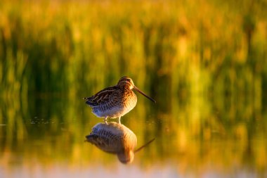 Çulluk. Sarı yeşil doğa arka plan. Kuş: Ortak Çulluk. Gallinago gallinago.