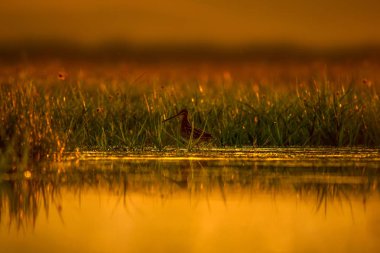 Çulluk. Sarı yeşil doğa arka plan. Kuş: Ortak Çulluk. Gallinago gallinago.