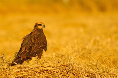 Yırtıcı kuş. Hawk. Sarı doğa basili. Kuş: Batı Bataklık Harrier.